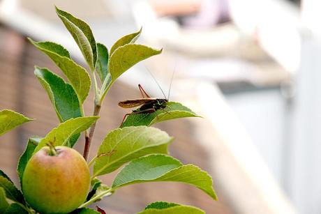 Kuriose Feiertage - 21. September 2014 - Internationaler Iss-einen-Apfel-Tag - International Eat an Apple Day - 3 (c) 2014 Sven Giese