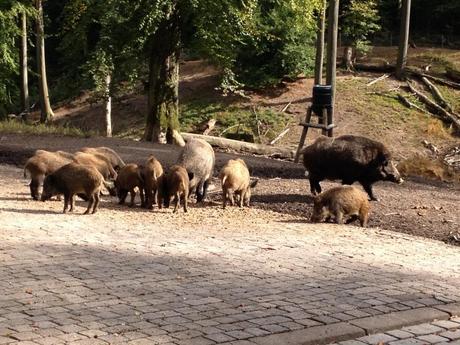 Wildschweinchen gucken bei bestem Spätsommerwetter im Wildpark