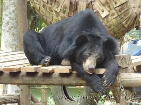 Laos_Bear_Rescue_Centre_01_Fernweh_Katzelin_de