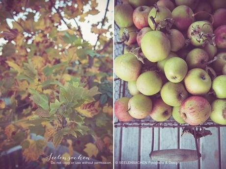 Herbstgarten und Apfelernte
