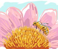 Westliche Honigbiene beim Pollensammeln auf einem Sonnenhut (Echinacea)