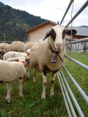 Mitten unter Schafen beim Prättigauer Alpspektakel