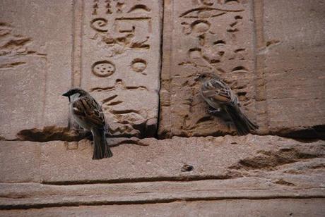 21_Spatzen-am-Relief-des-Horus-Tempel-Edfu-Aegypten-Nil-Nilkreuzfahrt