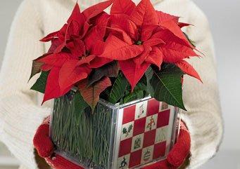 Poinsettia: Der Stern am Weihnachtshimmel
