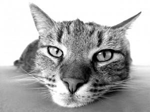 Seelische Ursachen für Unsauberkeit bei Katzen