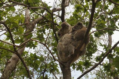 koala-mama-mit-baby