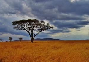 Weites Land - Tansania