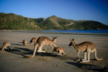 kaenguru-fotos-australien-0463