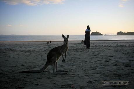 kaenguru-fotos-australien-0419