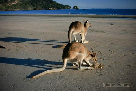kaenguru-fotos-australien-0460