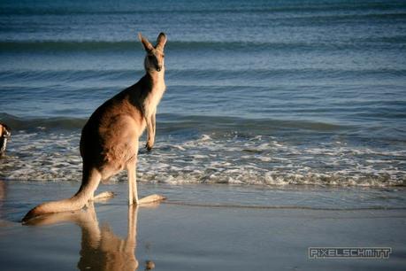 kaenguru-fotos-australien-0472