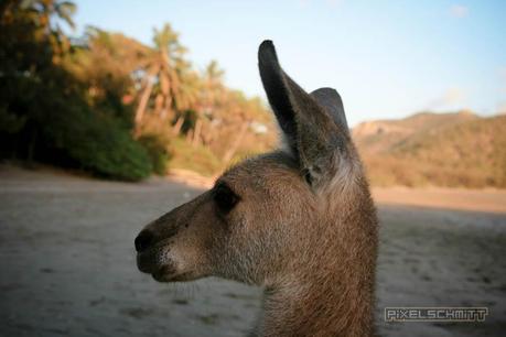kaenguru-fotos-australien-0425