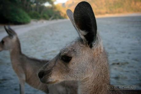 kaenguru-fotos-australien-0400