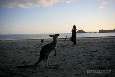 kaenguru-fotos-australien-0417
