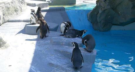 Kuriose Feiertage - 20. Januar - Penguin Awareness Day - 2