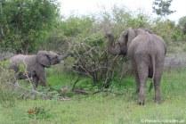 Elefantenfamilie beim Essen