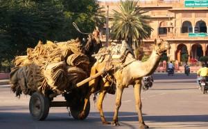 Kameltransporter in Rajasthan