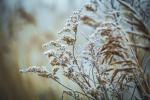 Frozen – Frostiges aus dem Alten Land