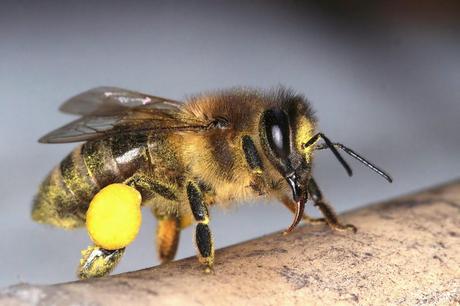 Bienen, Honig und der Mensch