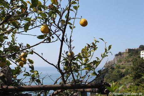 Zitronen in der Cinque Terre