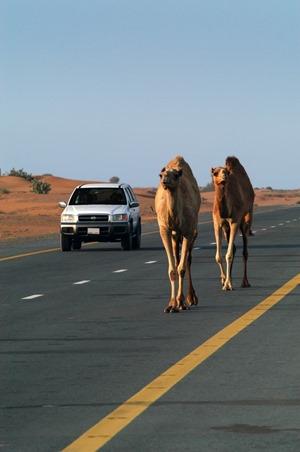 Kamele-auf-Landstrasse-in-Aegypten