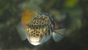 Glatter Krötenkugelfisch (Tetractenos glaber) 