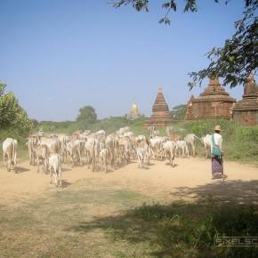 Myanmar Reisebericht 2004: Bagan – Pagoden bis zum Horizont
