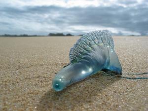 Portugiesische Galeere (Physalia physalis, engl. Bluebottle) 