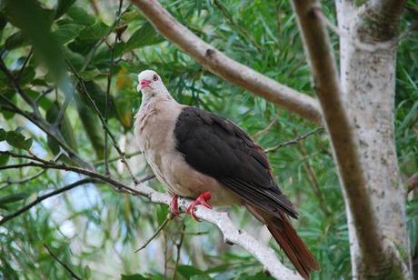 24_Pink-Pigeon-Rosa-Taube-Mauritius