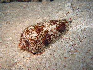 Kegelschnecke (Conidae, engl. Cone Shell oder Cone Snail)