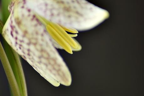 Makro Montag | Fritillaria meleagris