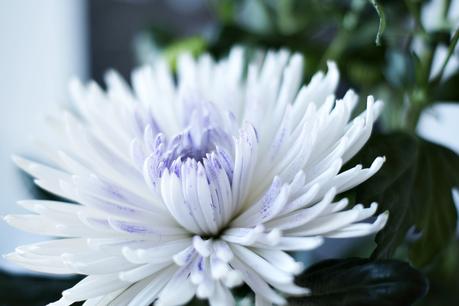 Flower Day |  Knallgrün & Weiß mit Stich
