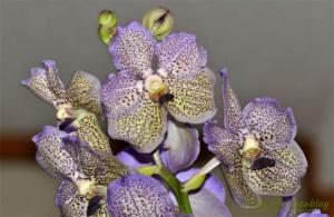 Orchideen-Blueten