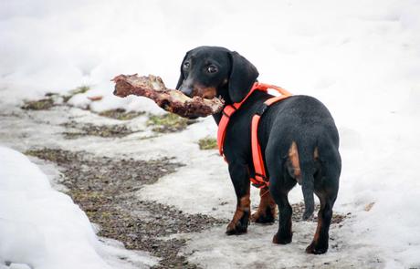 Kuriose Feiertage - 23. März - Tag der Hundewelpen – der amerikanische National Puppy Day - 1 (c) 2015 Sascha Busch von www.bonngas.de