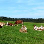 Kühe auf der Weide sieht man sehr viele in unserer Bio-Heu-Region