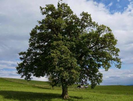 Bäume sind Heiligtümer - Urgesetz des Lebens - Hermann Hesse