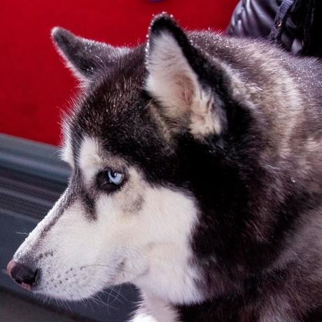 Schlittenhunderennen Weltmeisterschaft 2015 in Todtmoos im Schwarzwald