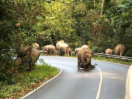Elefant-Khao-Yai-Nationalpark