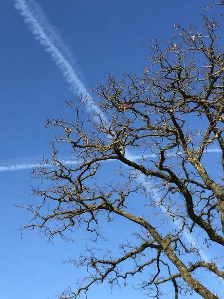 blauer Himmel + Baum