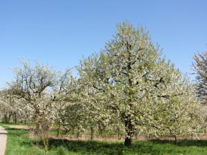 vollblühende Kirschbäume