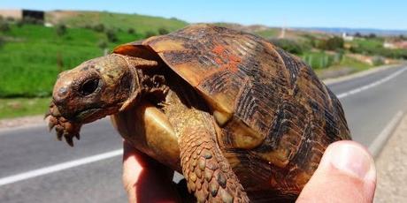 Marokko: knackige Schildkröte von rechts