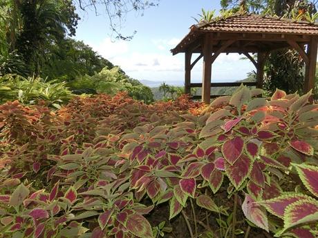 26_Martinique-botanischer-Garten-Karibik