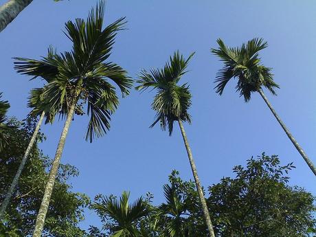 Betel Nut Trees von PhBasumata, CC-Lizenz via flickr