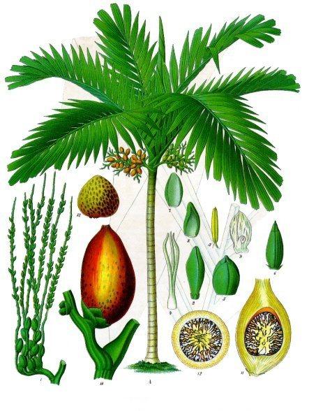 „Areca catechu - Köhler–s Medizinal-Pflanzen-014“ von Franz Eugen Köhler, Köhler's Medizinal-Pflanzen - List of Koehler Images. Lizenziert unter Gemeinfrei über Wikimedia Commons - http://commons.wikimedia.org/wiki/File:Areca_catechu_-_K%C3%B6hler%E2%80%93s_Medizinal-Pflanzen-014.jpg#/media/File:Areca_catechu_-_K%C3%B6hler%E2%80%93s_Medizinal-Pflanzen-014.jpg