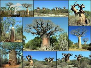 Baobab Affenbrotbaum Madagaskar PRIORI Reisen
