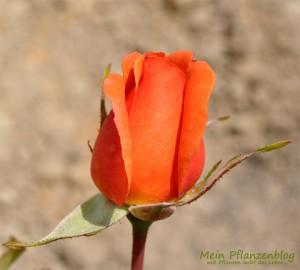 Schnittblumen-Rose