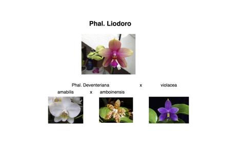 Phalaenopsis Liodoro Stamm