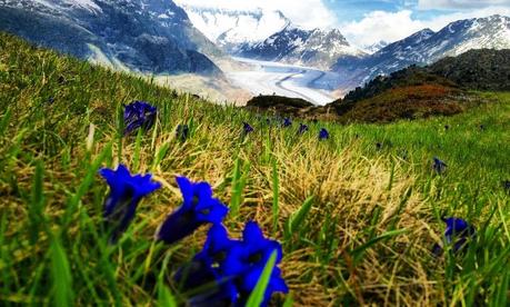 blaue wildblumen vor verschneiter alpenkulisse in der schweiz