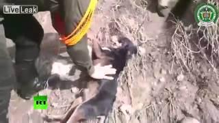 Nachrichten Videos - Hund aus reißenden Fluss gerettet 