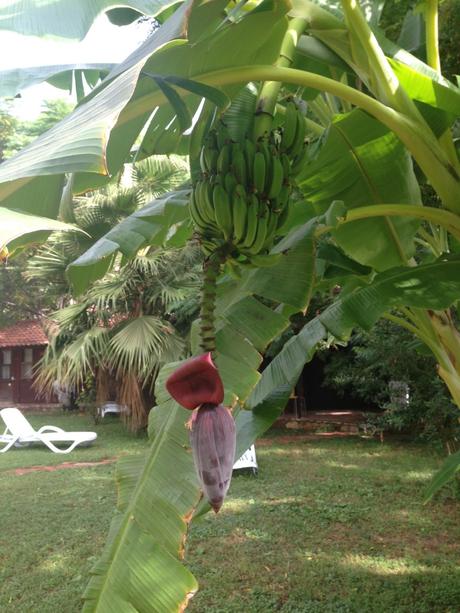 Hier wächst einfach alles. Solltest  du im September hier Ferien machst, kannst du deine Bananen im Lykia Edrassa selbst pflücken.